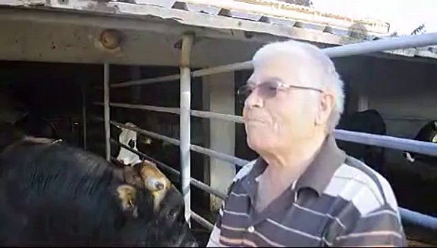 1 ton 350 kilogramlık boğa