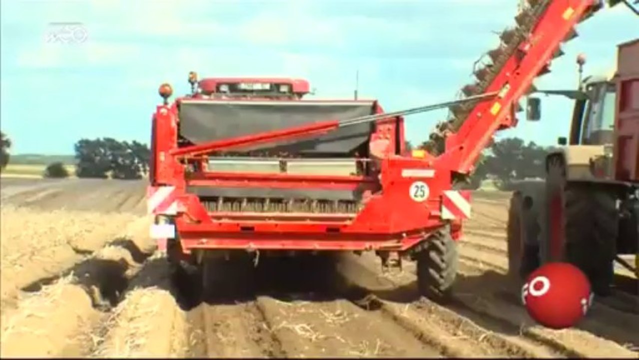 Pommes de terre : pas assez de pluie dans le nord !