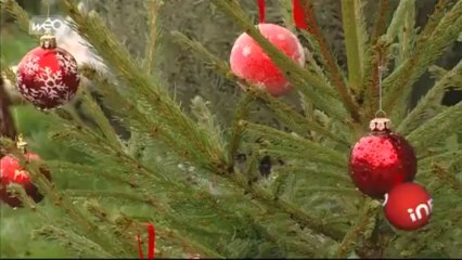 Sapins : les producteurs sont à pied d’œuvre