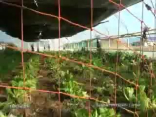 123 Dikili bademler köyü