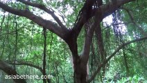 Steep rugged mountains covered in fertile natural forests, Lansang National Park