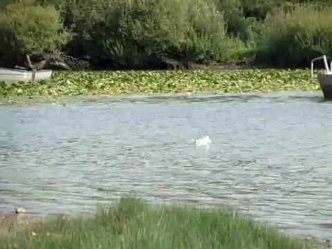 Les mouettes du lac de Grand Lieu