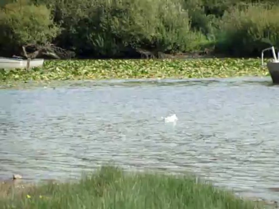Les mouettes du lac de Grand Lieu