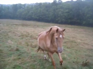 Adagio n'aime pas l'eau !