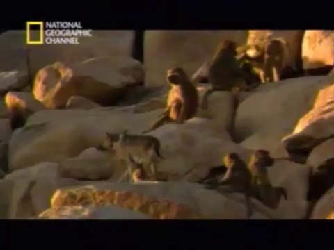 Primates Secuestradores de Perros