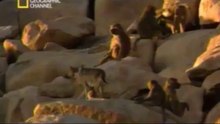 Primates Secuestradores de Perros