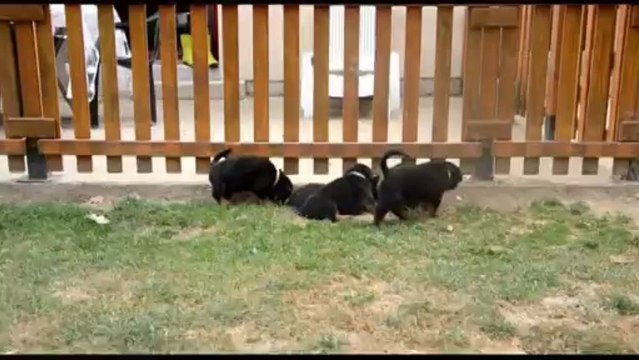 chiots 40 jours elvis von der Mühlbachstrasse X beretta from house rotvis