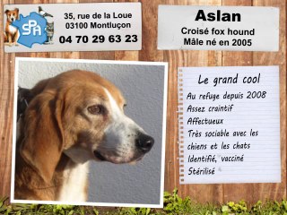 Aslan, croisé fox hound : adopté
