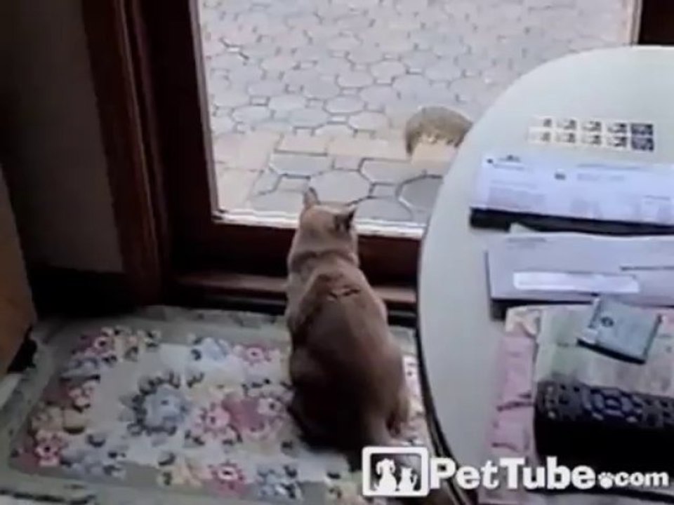 Epic Kitty and Squirrel Showdown