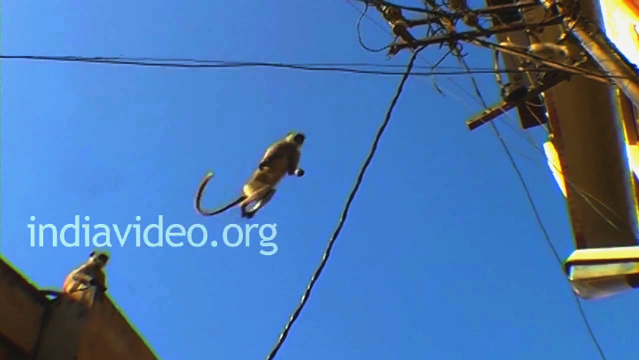 Monkey jumping around