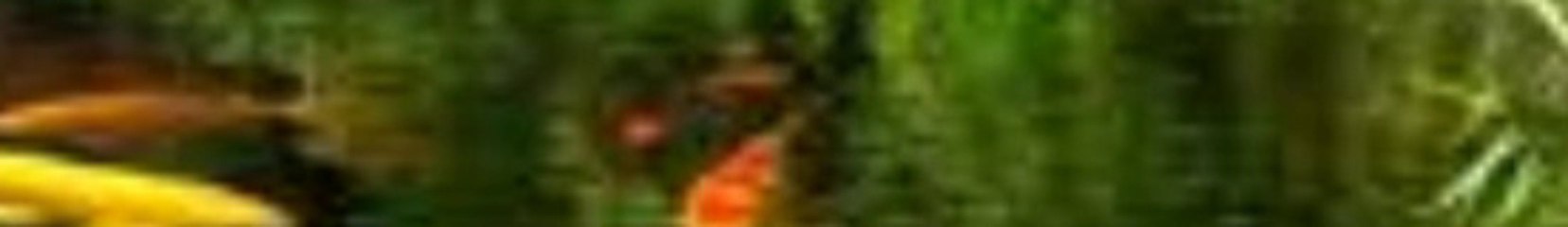 Ibrahim Ilen FishPonds