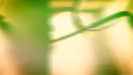 Fettah Can - Özledim (Lyric Video)