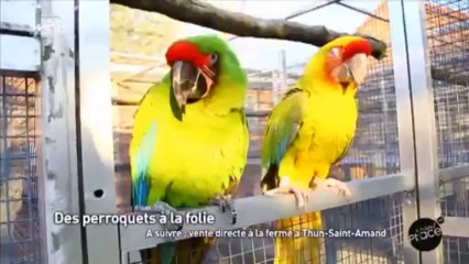 Des perroquets à la folie