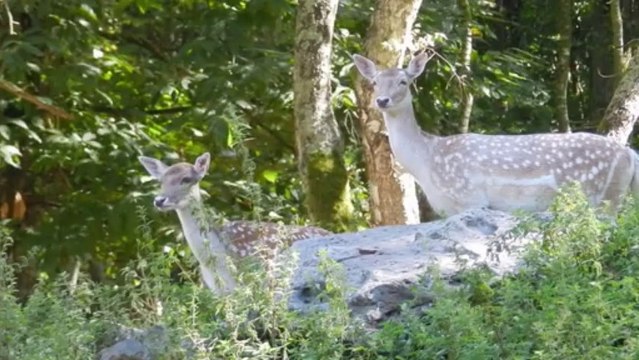 Les daims (dama dama)