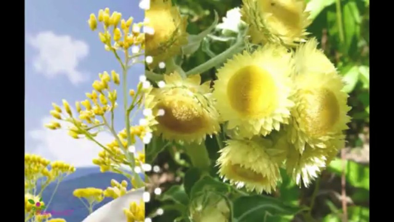 L'OCCITANE Immortelle Precious Cream