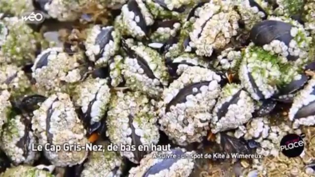 Visite du Cap Gris-Nez, de haut en bas