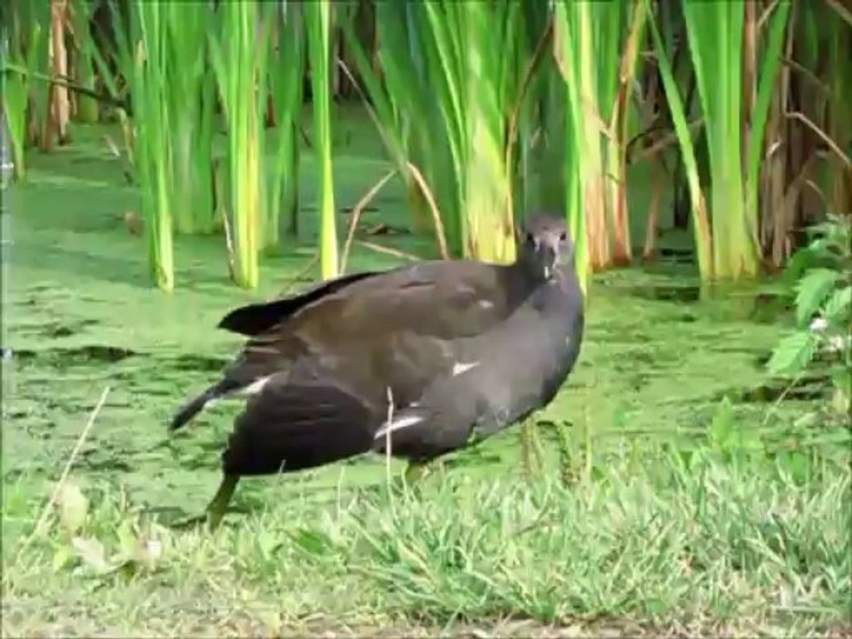 un lieu sans mot : les marais du  château d Hardelot, Côte d'opale, Pas-de-Calais