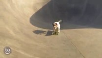 Animals skating! Dogs, cats, birds... awesome and cute!
