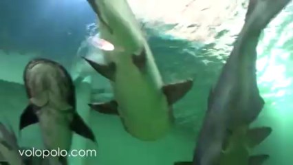 Aquarium at Chai Nat Bird Park