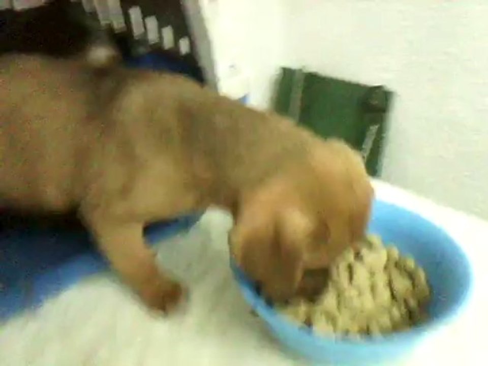 puppies3