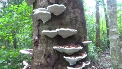 Mushrooms on Tree in Phu Hin Rongkla National Park