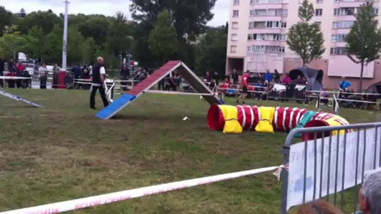 Nico & Comête : Golden 3 / Finale Agility