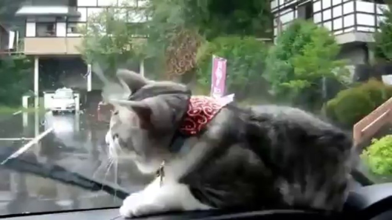 Cat vs.Wiper Blades