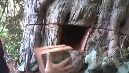 Asırlık ağacın gövdesinde define aradılar