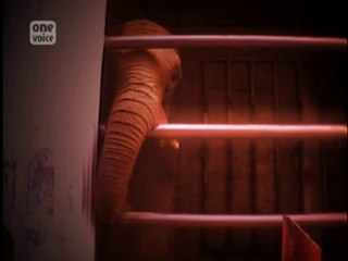 Drame dans la Marne : des images de l’éléphante