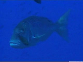 Chasse sous-marine, les leçons de l'expérience avec Gérard Ségura