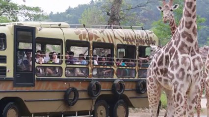 Corée du Sud: une girafe donne naissance à son 18è nouveau-né