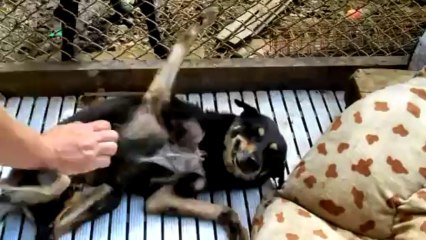 World's Sweetest Dog - Moppy