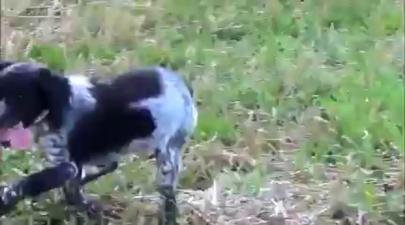 Idalgo ballade