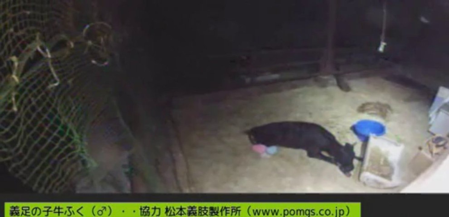 20130905　夜のふくちゃん　移動する