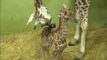 Corée du Sud : une girafe bat un record en donnant naissance à son 18e bébé