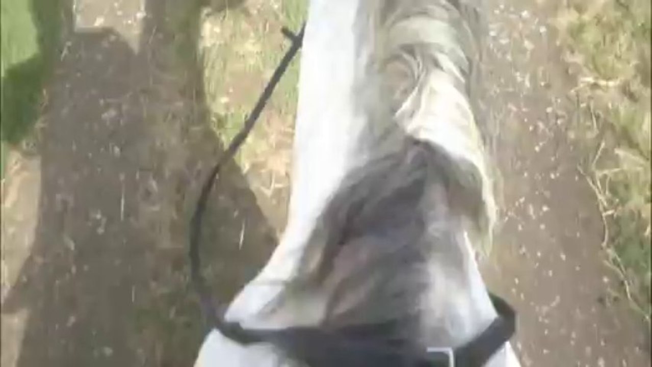 Aufmerksamkeit des Pferdes