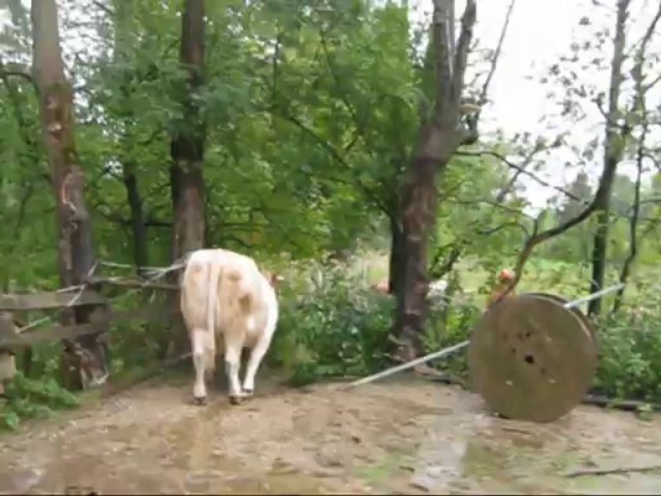 Regentag