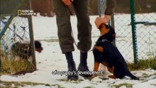 Rottweiller de Trabajo