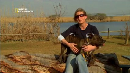 american staffordshire terrier de trabajo