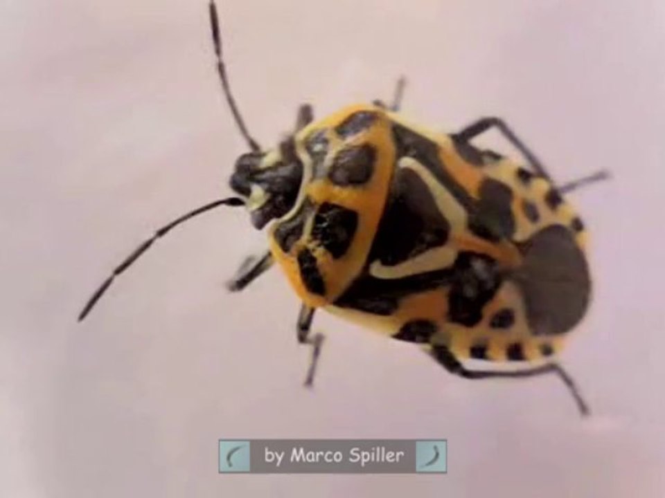 Eurydema ventralis