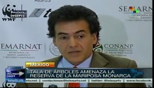 Tala de árboles amenaza la reserva de la mariposa monarca en México