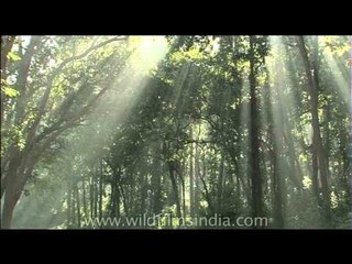 Golden rays in the dark Sal Grove