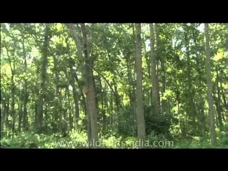 In the woods among Sal trees