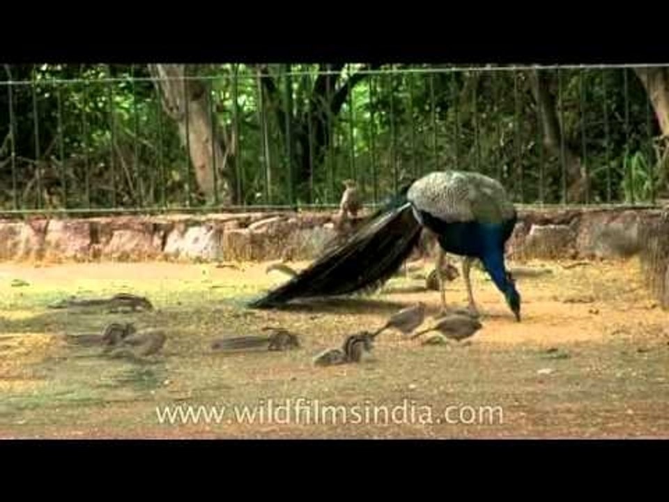 Indian Peacock
