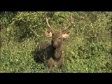 A lone sambhar deer in the Indian wilderness