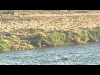 Cheetal deer crossing river