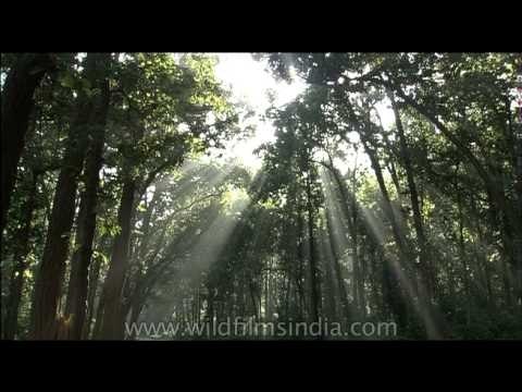 Sun rays creep through thick sal trees