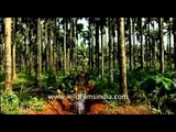 Areca nut plantation