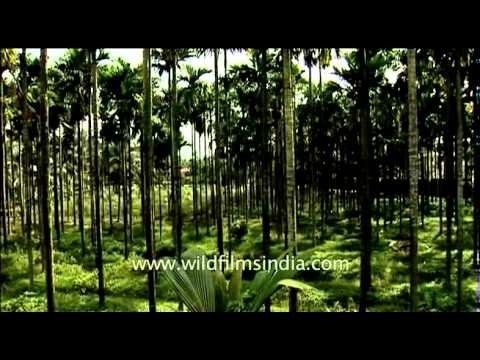 Thick Grove of Areca palms