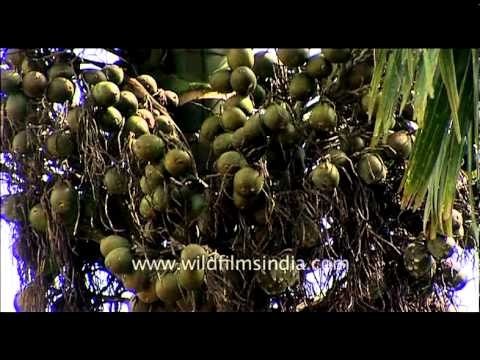 Bunches of Areca nuts on palms